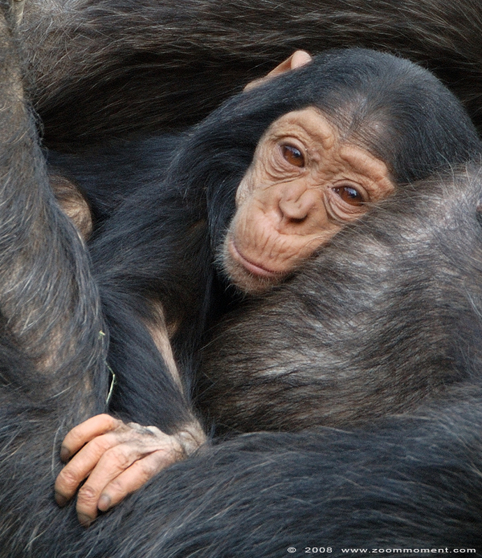 chimpansee baby ( Pan troglodytes ) chimpanzee baby
Trefwoorden: Olmen zoo Belgium chimpansee baby Pan troglodytes  chimpanzee baby