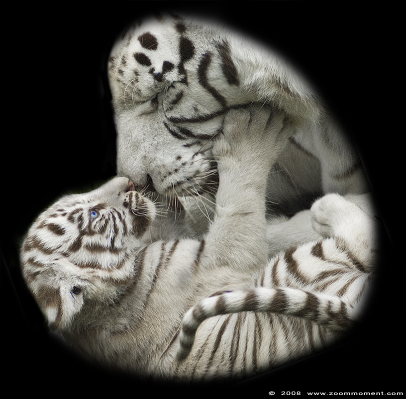 Bengaalse witte tijger met welp ( Panthera tigris tigris ) Bengal white tiger with cub
Welpen, geboren in april 2008, op de foto ongeveer 2 maanden oud.
Cubs, born April 2008, on the picture about 2 months old.
Trefwoorden: Olmen zoo Belgie Belgium Bengaalse witte tijger welp Panthera tigris tigris Bengal white tiger cub