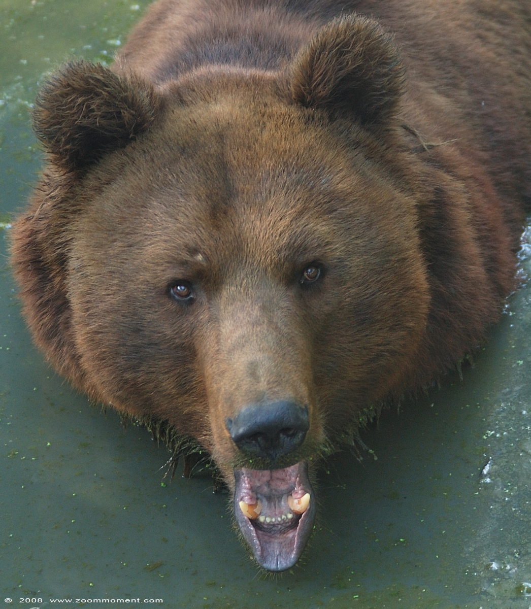 bruine beer ( Ursus arctos ) brown bear
Trefwoorden: Olmen zoo Belgium bruine beer Ursus arctos brown bear