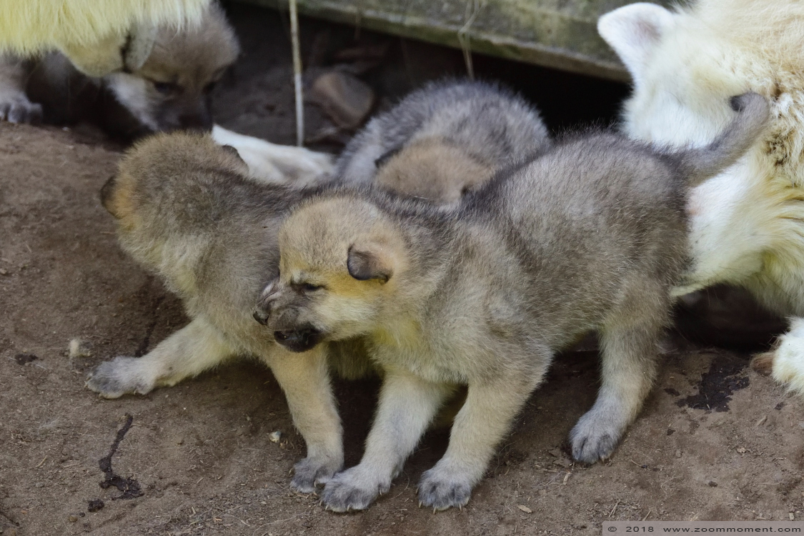 Hudson Bay wolf  ( Canis lupus hudsonicus ) hudson wolf
Pups, born around 24 April 2018, on the picture about 3 weeks old
Trefwoorden: Olmen zoo Pakawi park Belgie Belgium Hudson Bay wolf  Canis lupus hudsonicus hudson wolf pup