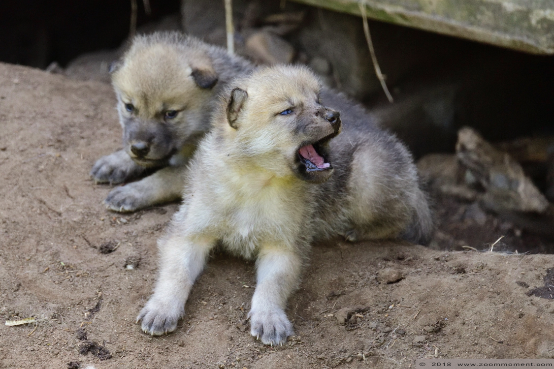 Hudson Bay wolf  ( Canis lupus hudsonicus ) hudson wolf
Pups, born around 24 April 2018, on the picture about 3 weeks old
Keywords: Olmen zoo Pakawi park Belgie Belgium Hudson Bay wolf  Canis lupus hudsonicus hudson wolf pup