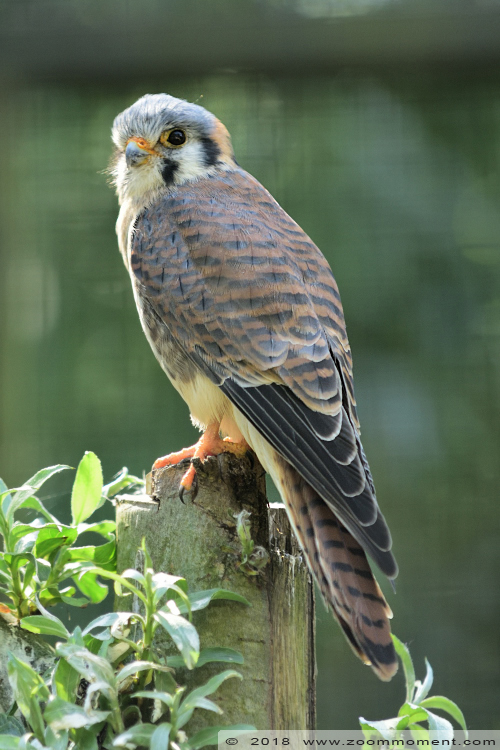 Amerikaanse torenvalk ( Falco sparverius ) American kestrel
Trefwoorden: Olmen zoo Belgie Belgium Amerikaanse torenvalk kestrel Falco sparverius