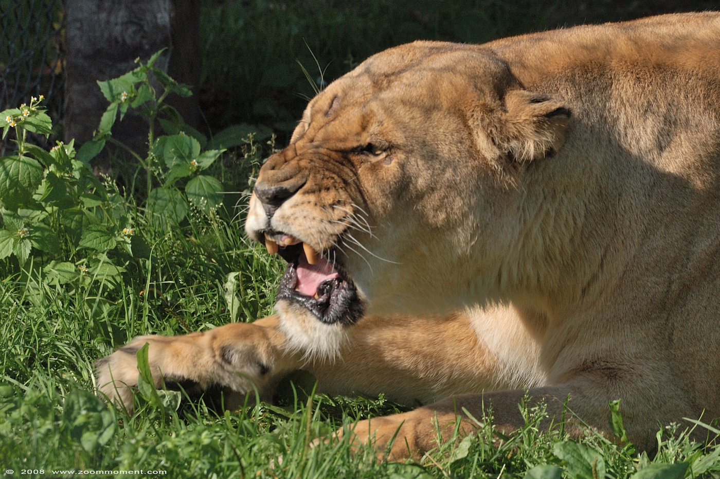Afrikaanse leeuwin  ( Panthera leo )   African lioness
Trefwoorden: Olmen zoo Belgium African lion Afrikaanse leeuw Panthera leo
