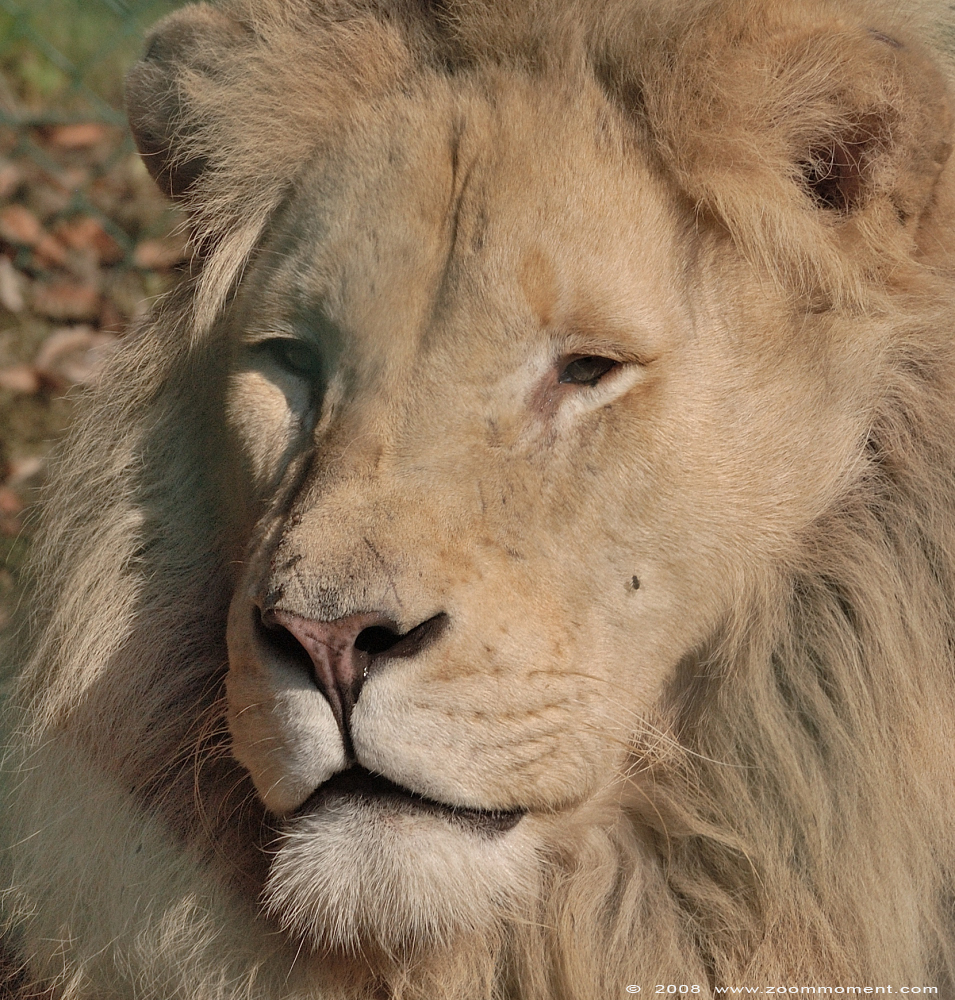 witte leeuw   ( Panthera leo )  white lion 
Apollo
Keywords: Olmen zoo Belgium witte leeuw Panthera leo white lion Apollo