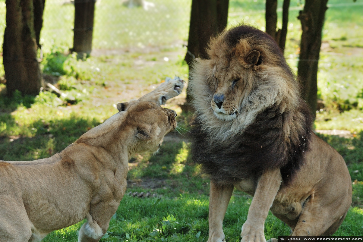 Afrikaanse leeuw  ( Panthera leo )   African lion
Trefwoorden: Olmen zoo Belgium African lion Afrikaanse leeuw Panthera leo