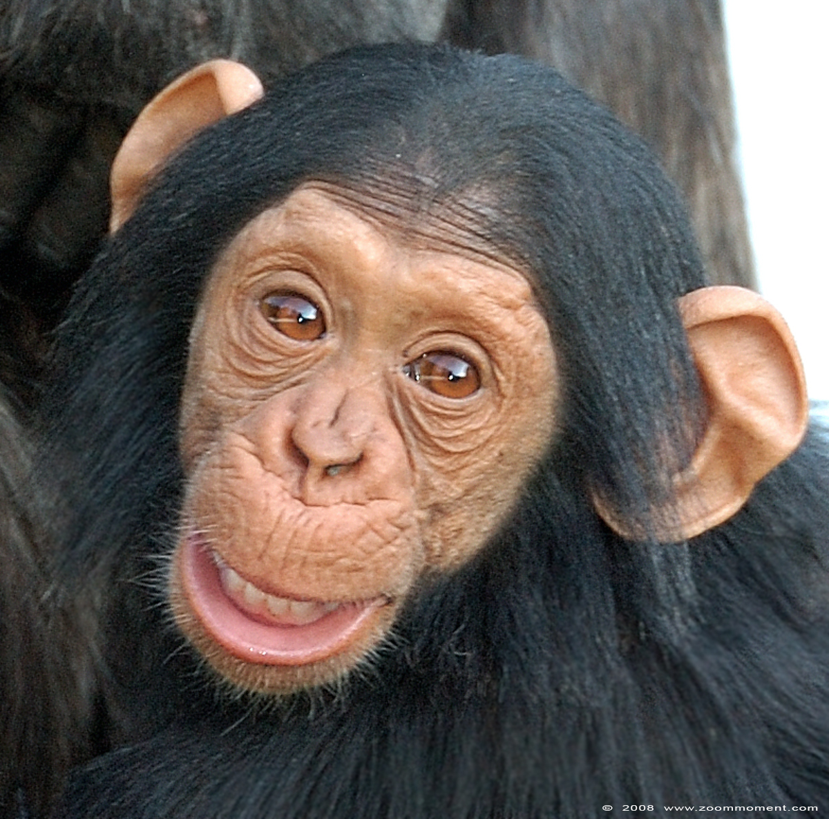 chimpansee  ( Pan troglodytes ) chimpanse chimpanzee
Trefwoorden: Olmen zoo Belgium chimpansee Pan troglodytes chimpanzee
