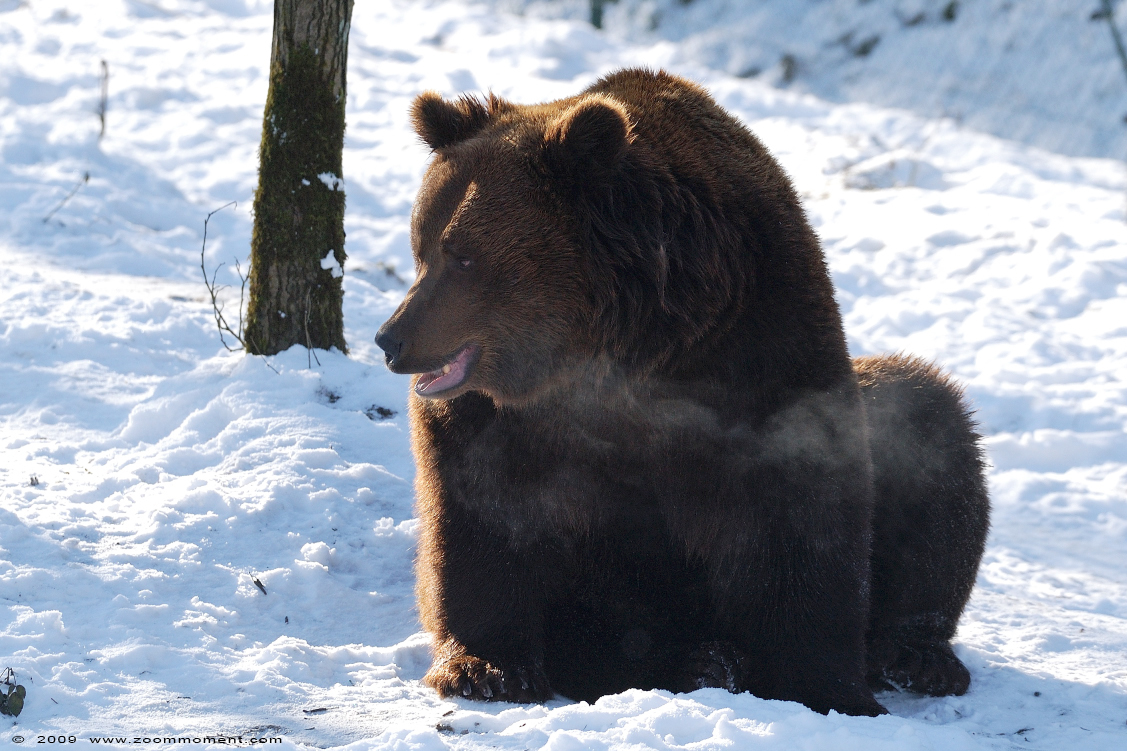 Bruine beer ( Ursus arctos ) brown bear
Trefwoorden: Olmen zoo Belgium bruine beer  Ursus arctos  brown bear