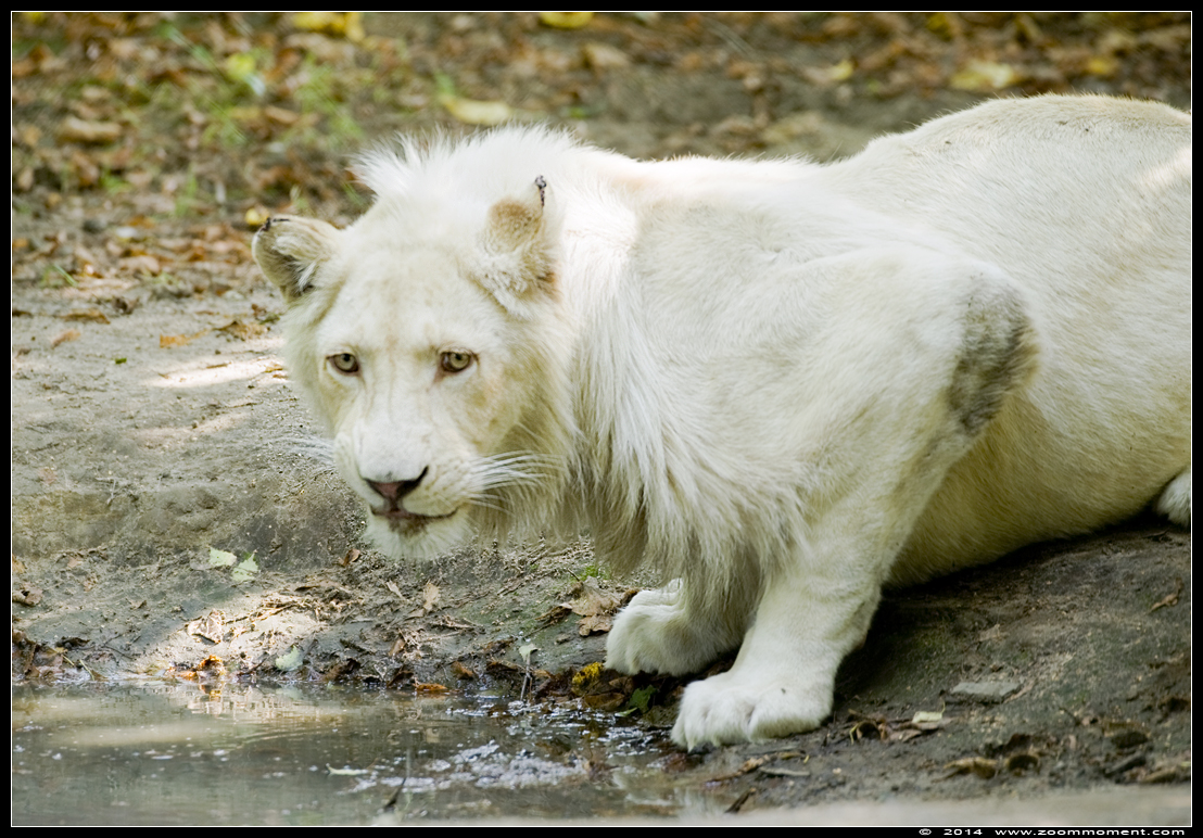 witte leeuw ( Panthera leo ) white lion
Owen
Trefwoorden: Olmen zoo Belgie Belgium witte leeuw Panthera leo white lion