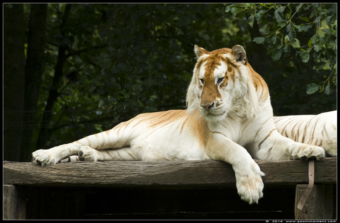 Bengaalse gouden tijger ( Panthera tigris tigris ) Bengal golden tiger
Trefwoorden: Olmen zoo Belgie Belgium witte tijger Panthera tigris tigris Bengal white tiger