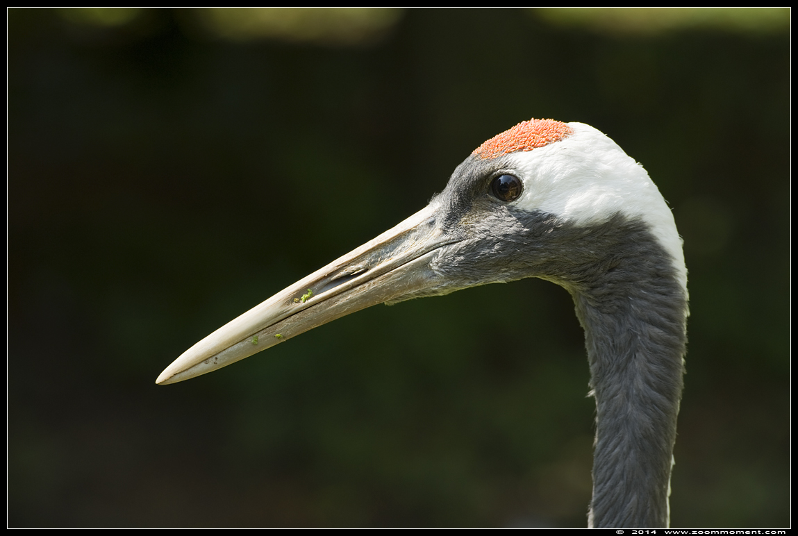 Japanse kraanvogel  (Grus japonensis ) Manchurian crane
Keywords: Olmen zoo Belgie Belgium Japanse kraanvogel Grus japonensis Manchurian crane