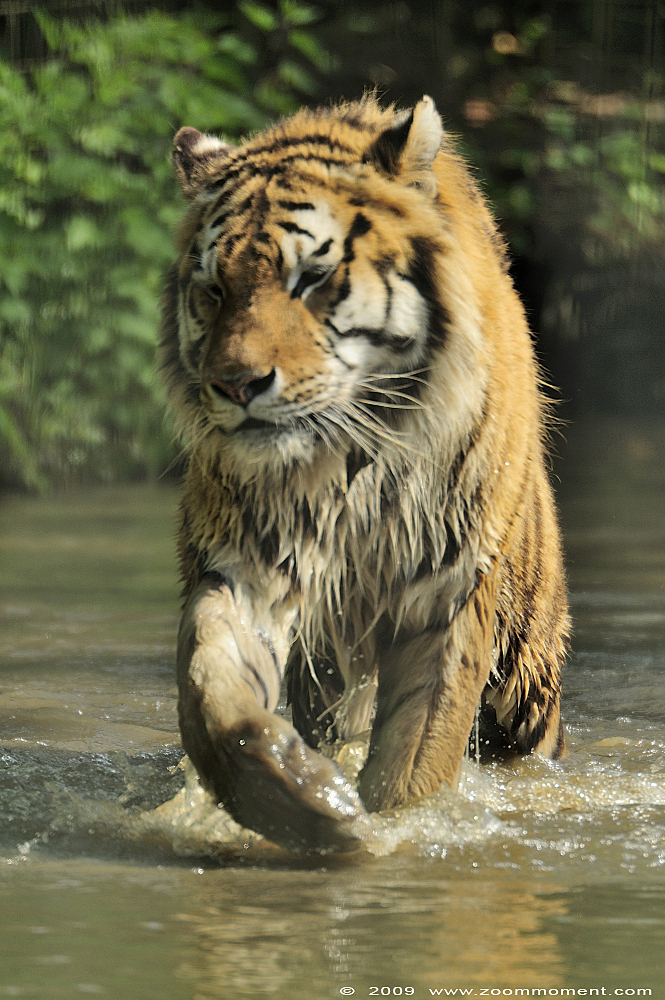 Siberische tijger ( Panthera tigris altaica ) Siberian tiger
Trefwoorden: Olmen zoo Belgie Belgium Siberische tijger Panthera tigris altaica Siberian tiger