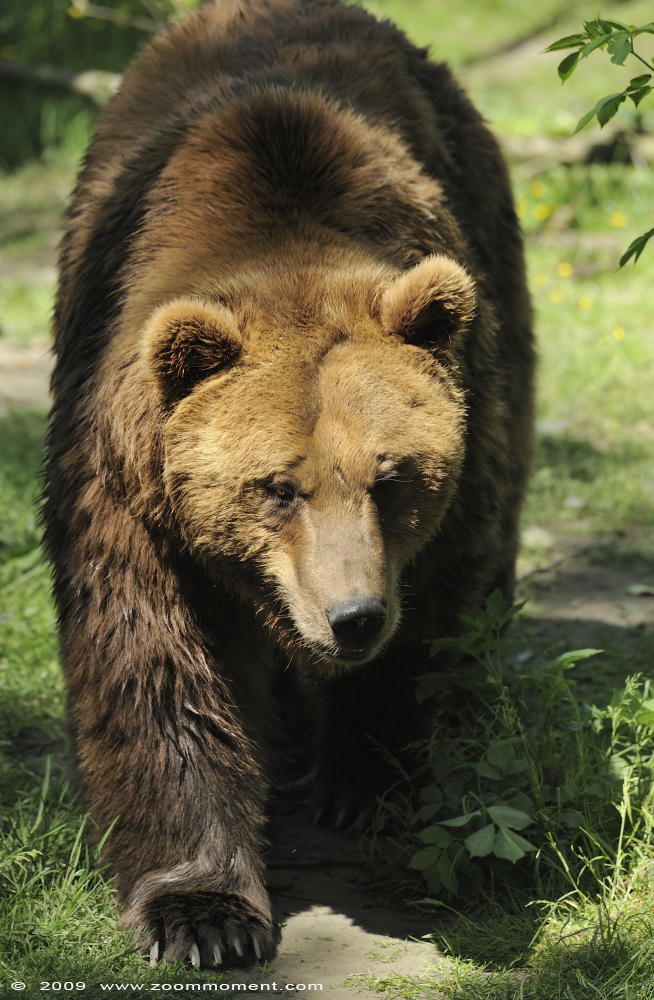 bruine beer  ( Ursus arctos )  brown bear
Trefwoorden: Olmen zoo Belgie Belgium bruine beer bear Ursus arctos