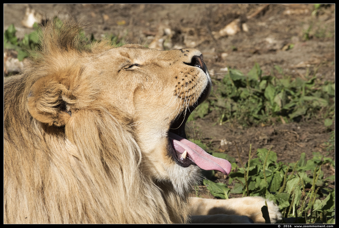 Afrikaanse leeuw ( Panthera leo ) African lion
Trefwoorden: Olmen zoo Belgium African lion Afrikaanse leeuw Panthera leo