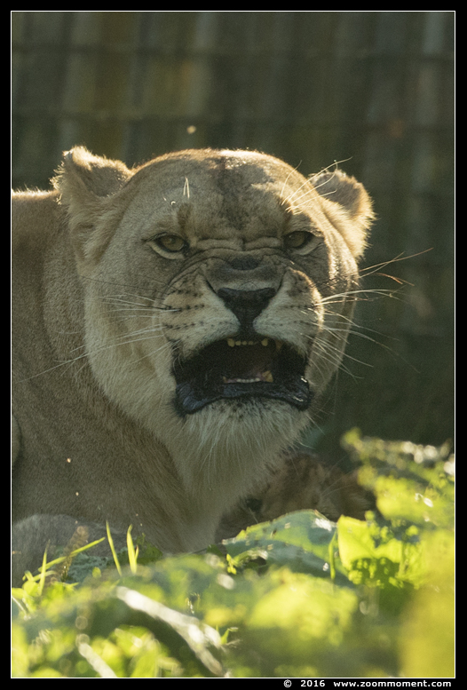 Afrikaanse leeuwin ( Panthera leo )   African lioness
Trefwoorden: Olmen zoo Belgium African lion Afrikaanse leeuw Panthera leo