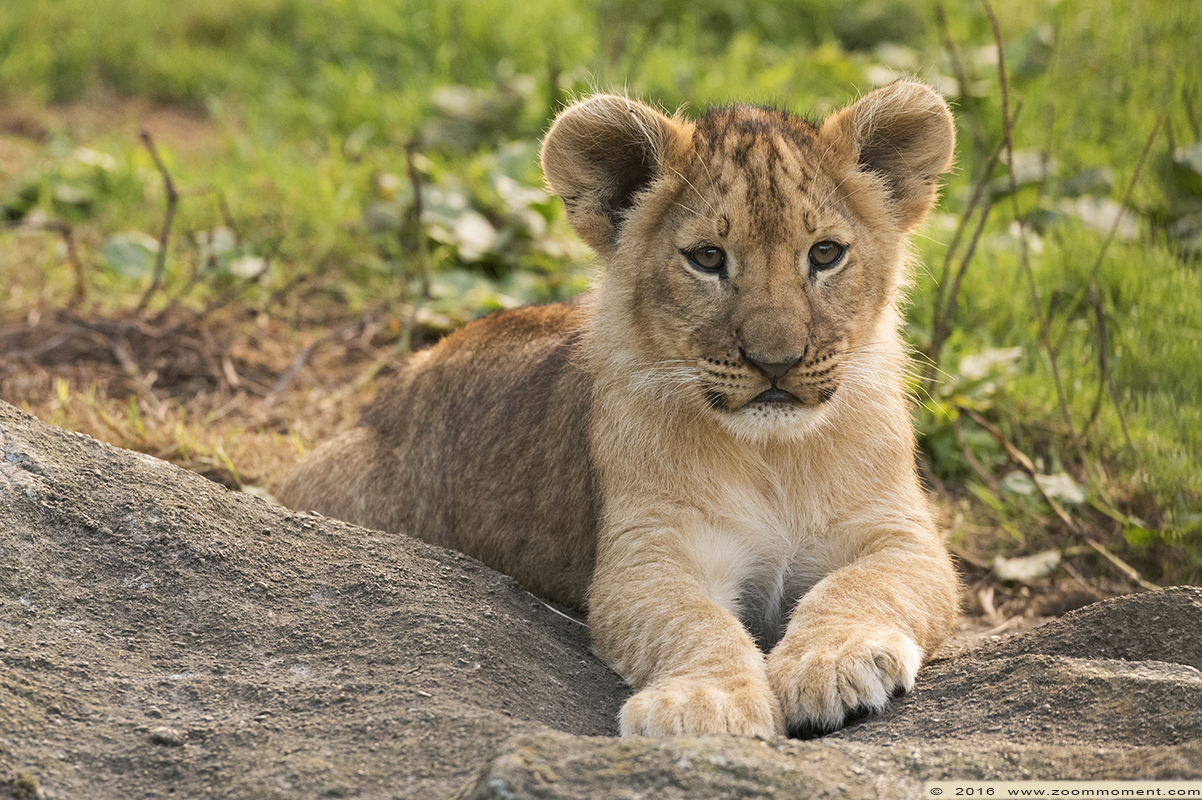 Afrikaanse leeuw welp ( Panthera leo ) African lion cub
Welpen, geboren 15 juni 2016, op de foto ongeveer 3,5 maanden oud.
Cubs, born June 15th 2016, on the picture about 3,5 months old
