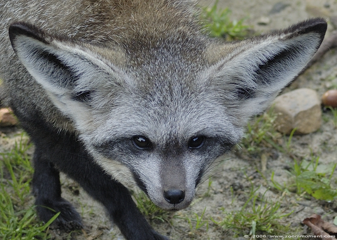 lepelhond  ( Otocyon megalotis )  bat-eared fox
Trefwoorden: Olmen zoo Belgium Otocyon megalotis lepelhond bat-eared fox