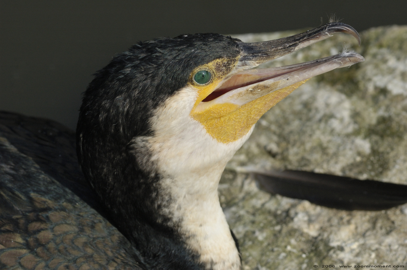 aalscholver  ( Phalacrocorax Carbo )  black cormorant
Trefwoorden: Olmen zoo Belgie Belgium aalscholver Phalacrocorax Carbo black cormorant vogel bird