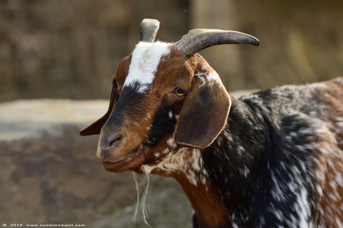 Langoorgeit of Damarageit ( Capra aegagrus hircus ) goat
Trefwoorden: Osnabrueck Germany Langoorgeit Damarageit  Capra aegagrus hircus  goat