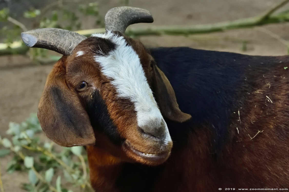 Langoorgeit of Damarageit ( Capra aegagrus hircus ) goat
Trefwoorden: Osnabrueck Germany  Langoorgeit Damarageit  Capra aegagrus hircus  goat