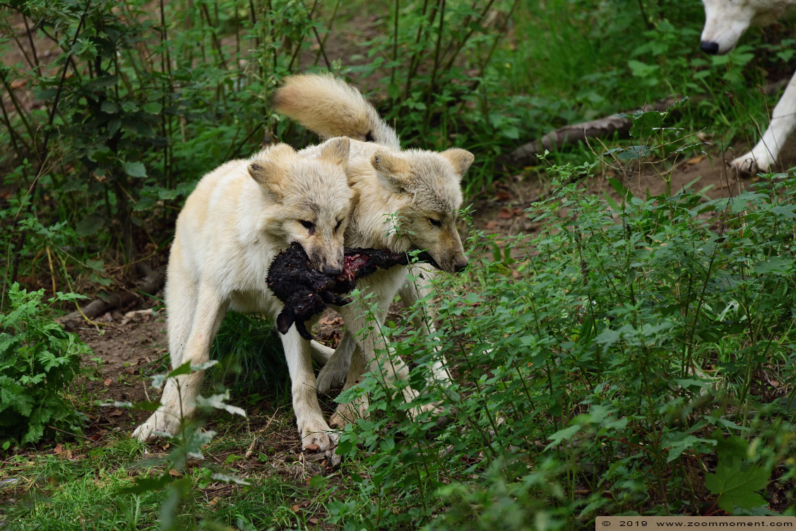Hudson Bay wolf ( Canis lupus hudsonicus )
Trefwoorden: Osnabrueck Germany  Hudson Bay wolf  Canis lupus hudsonicus 