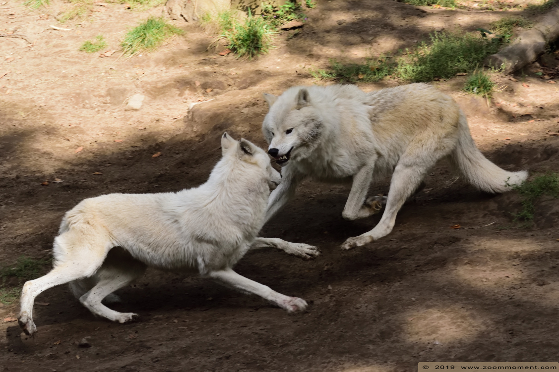 Hudson Bay wolf ( Canis lupus hudsonicus )
Keywords: Osnabrueck Germany  Hudson Bay wolf  Canis lupus hudsonicus 