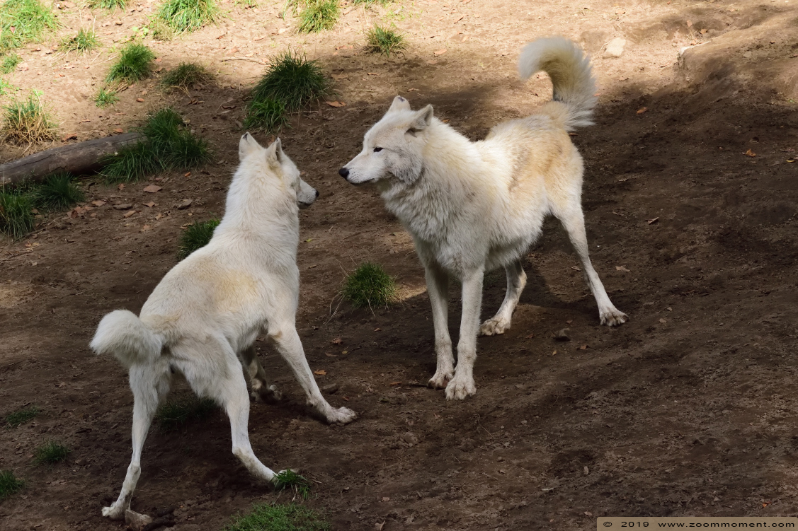 Hudson Bay wolf ( Canis lupus hudsonicus )
Trefwoorden: Osnabrueck Germany Hudson Bay wolf  Canis lupus hudsonicus 