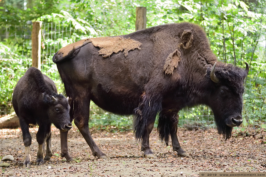 Bosbison ( Bison bison athabascae ) wood bison
Trefwoorden: Osnabrueck Germany  bosbison  Bison bison athabascae  wood bison