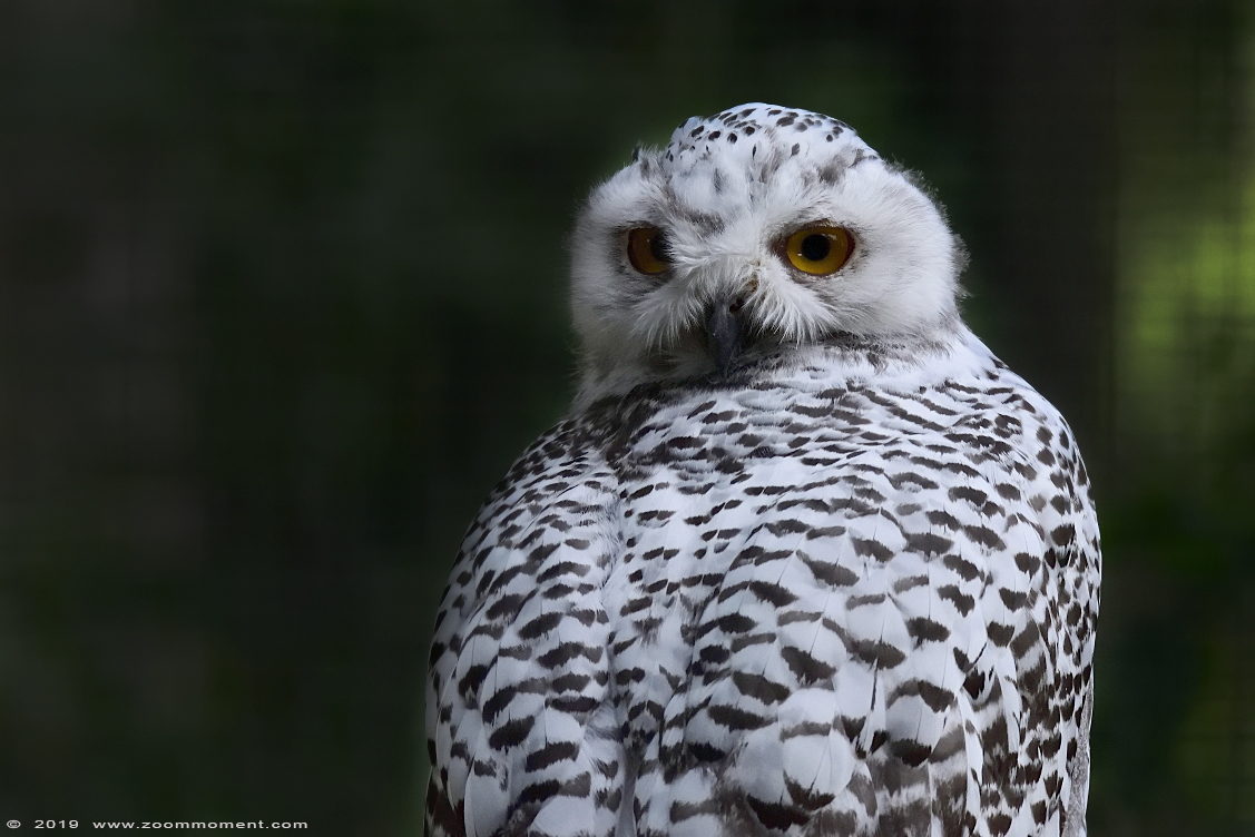 Sneeuwuil ( Nyctea scandiaca ) snowy owl
Trefwoorden: Osnabrueck Germany sneeuwuil  Nyctea scandiaca  snowy owl