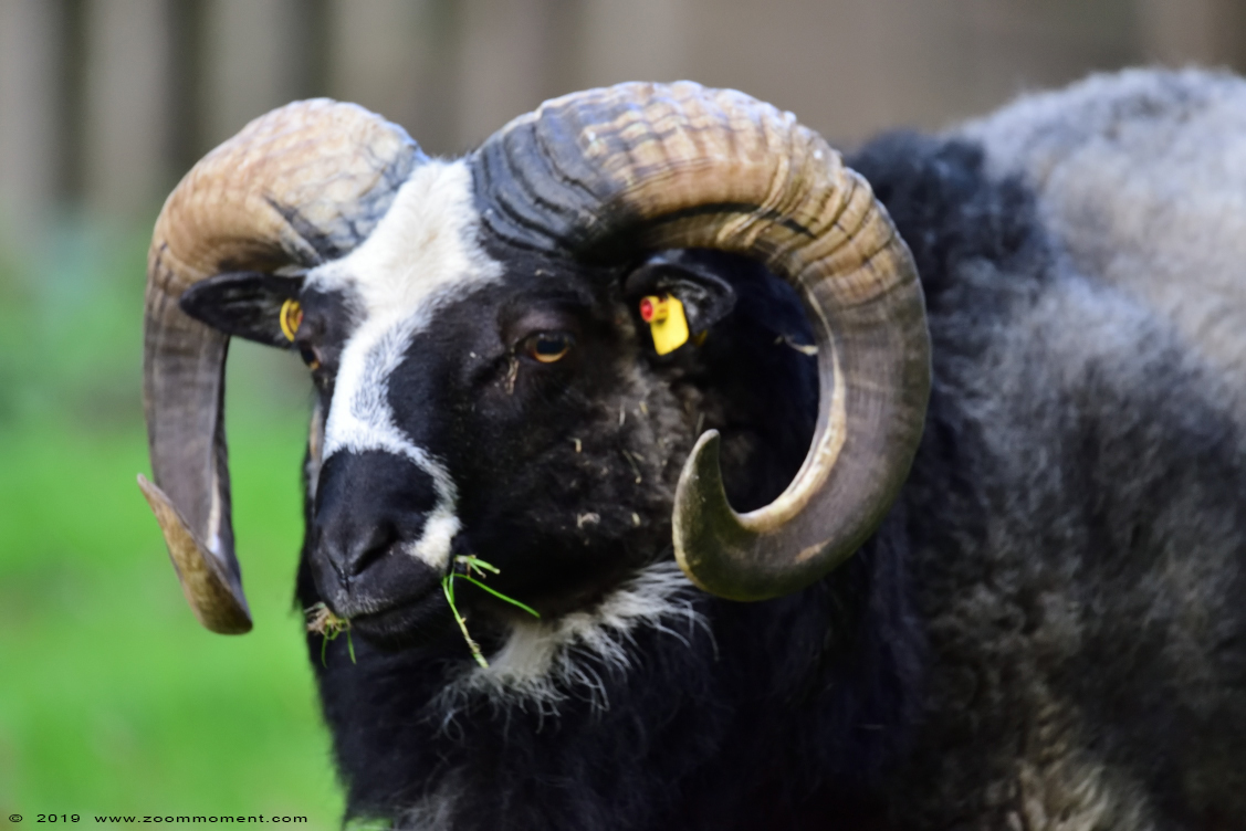 Gute schaap of gotland schaap ( Ovis aries ) sheep
Trefwoorden: Osnabrueck Germany  Gute schaap  gotland schaap  Ovis aries  sheep