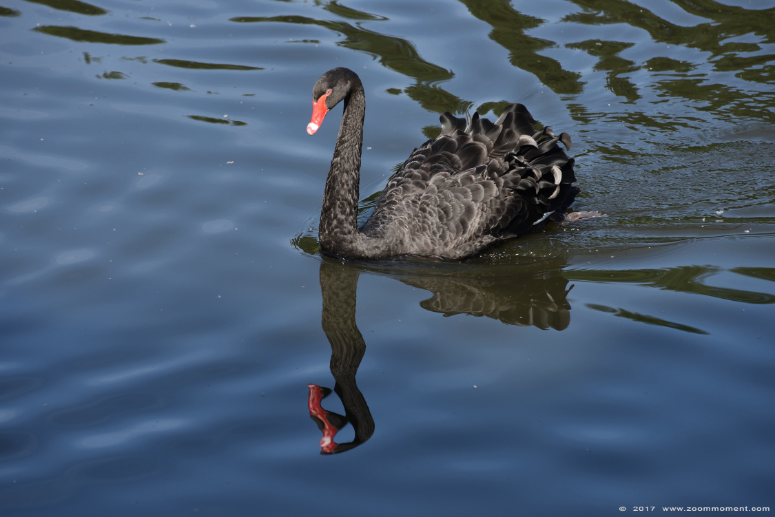 zwarte zwaan ( Cygnus atratus ) black swan 
Trefwoorden: Overloon zooparc Nederland zwarte zwaan Cygnus atratus black swan