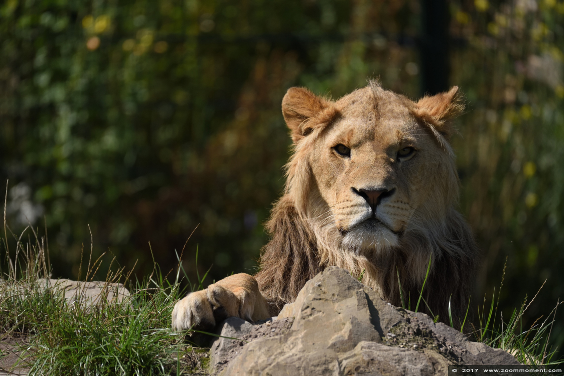Afrikaanse leeuw ( Panthera leo ) African lion
Keywords: Overloon zooparc Nederland Afrikaanse leeuw Panthera leo African lion