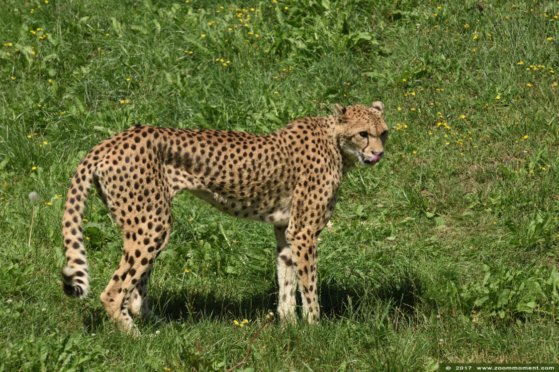 cheetah of jachtluipaard ( Acinonyx jubatus ) cheetah
Trefwoorden: Overloon zooparc Nederland jachtluipaard Acinonyx jubatus cheetah