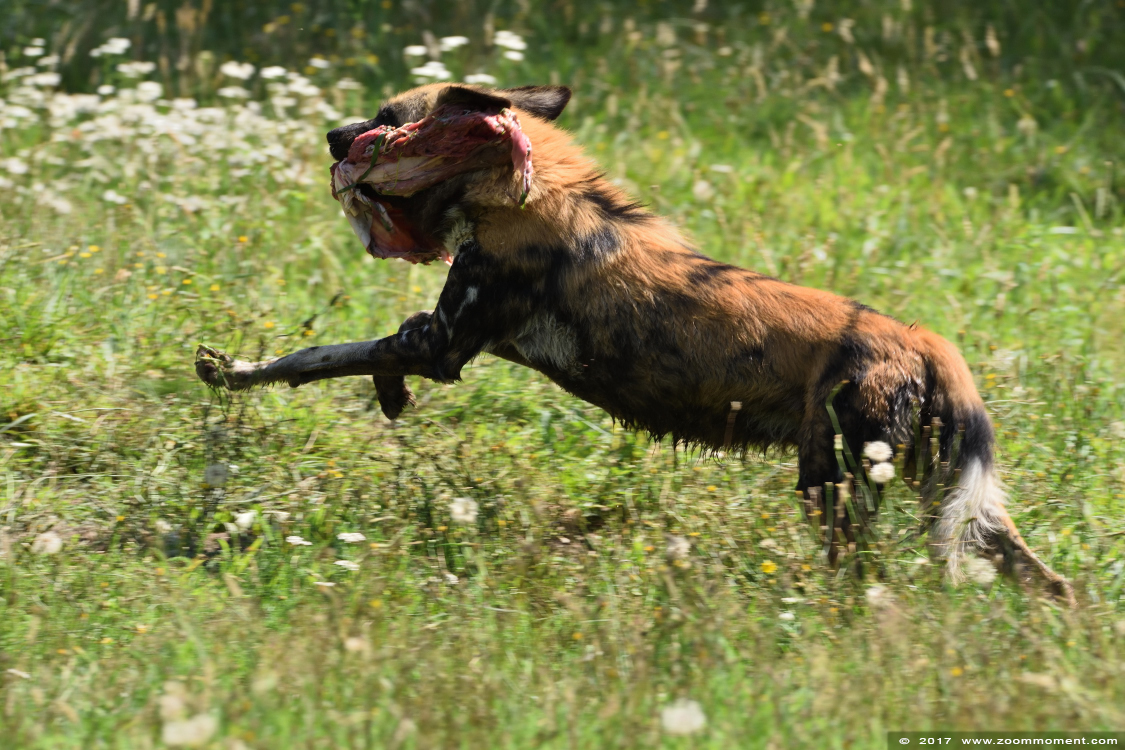 Afrikaanse wilde hond ( Lycaon pictus ) African wild dog
Trefwoorden: Overloon zooparc Nederland Afrikaanse wilde hond Lycaon pictus African wild dog