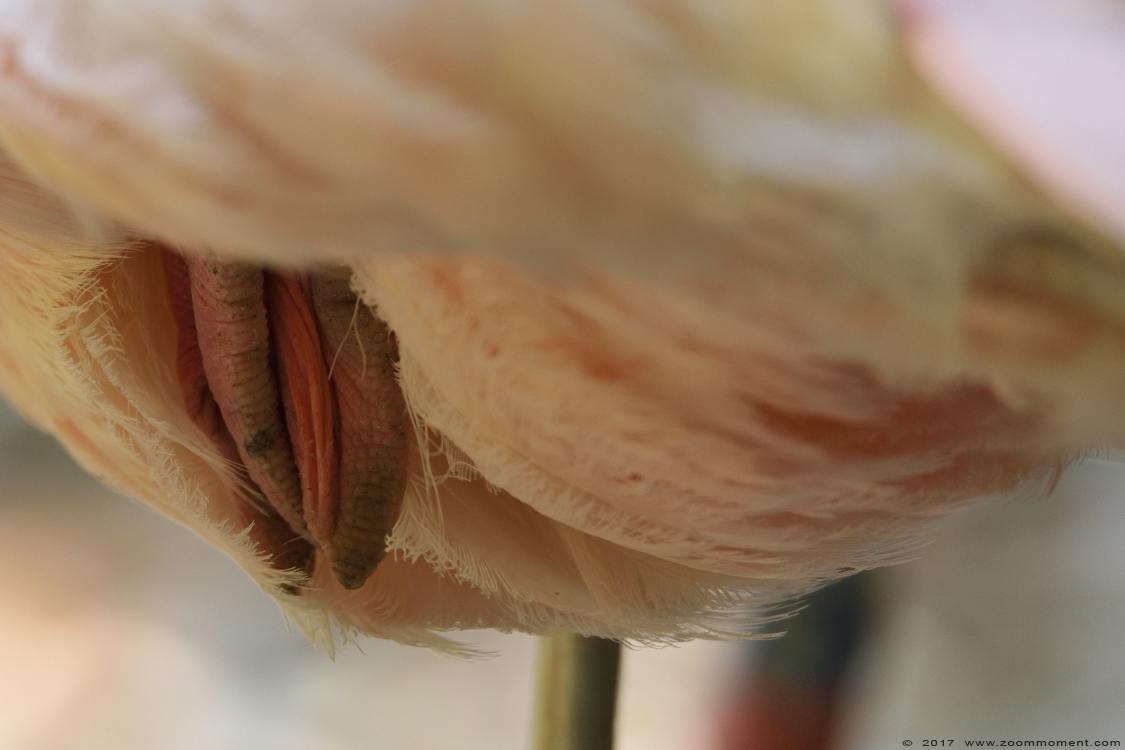 Chileense flamingo  ( Phoenicopterus chilensis ) Chilean flamingo  
Trefwoorden: Overloon zooparc Nederland Chileense flamingo Phoenicopterus chilensis Chilean flamingo