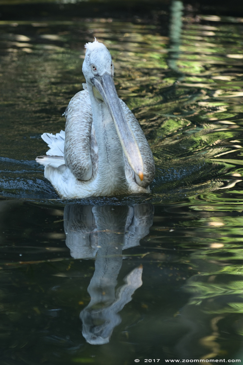 kroeskoppelikaan ( Pelecanus crispus ) Dalmatian pelican 
Trefwoorden: Overloon zooparc Nederland kroeskoppelikaan Pelecanus crispus Dalmatian pelican