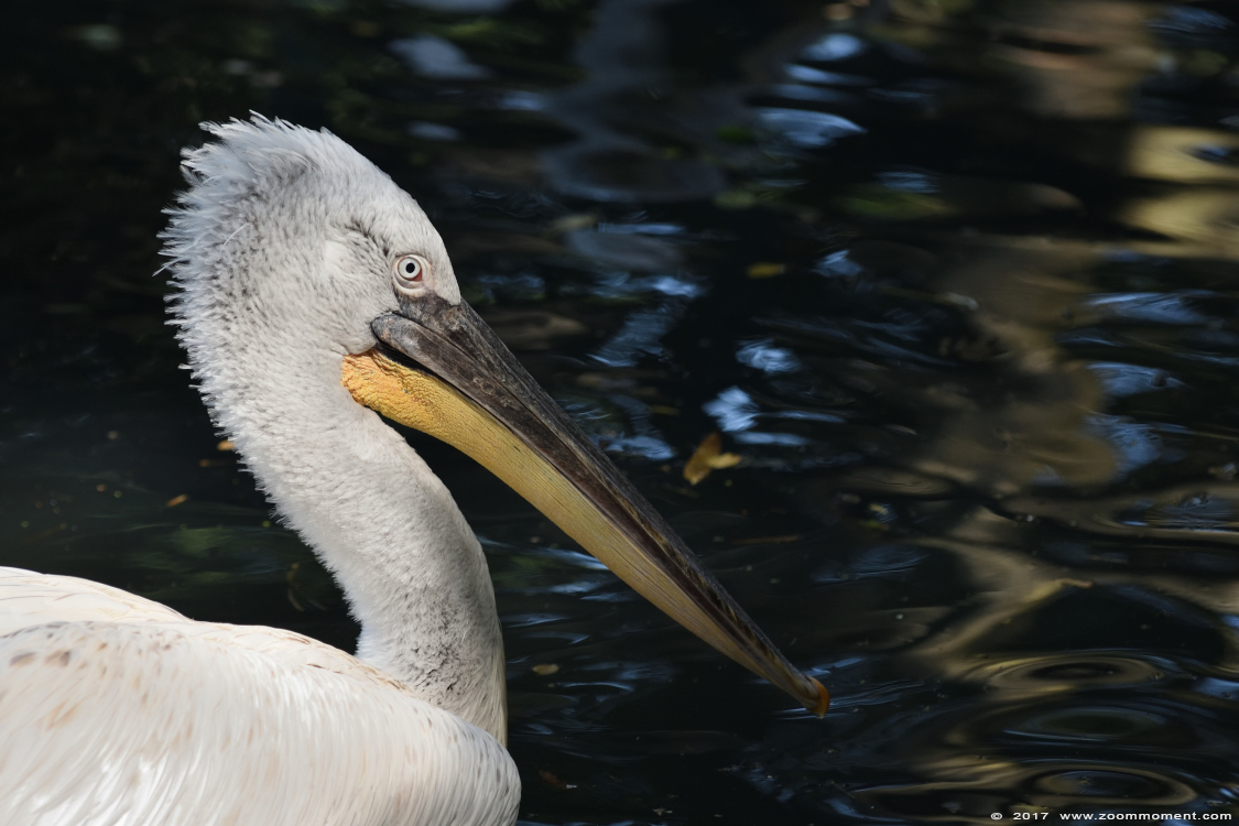 kroeskoppelikaan ( Pelecanus crispus ) Dalmatian pelican
Trefwoorden: Overloon zooparc Nederland kroeskoppelikaan Pelecanus crispus Dalmatian pelican