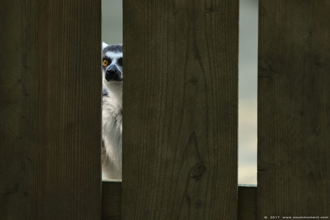 katta of ringstaartmaki ( Lemur catta ) ring tailed lemur 
Trefwoorden: Overloon zooparc Nederland katta ringstaartmaki Lemur catta ring tailed lemur