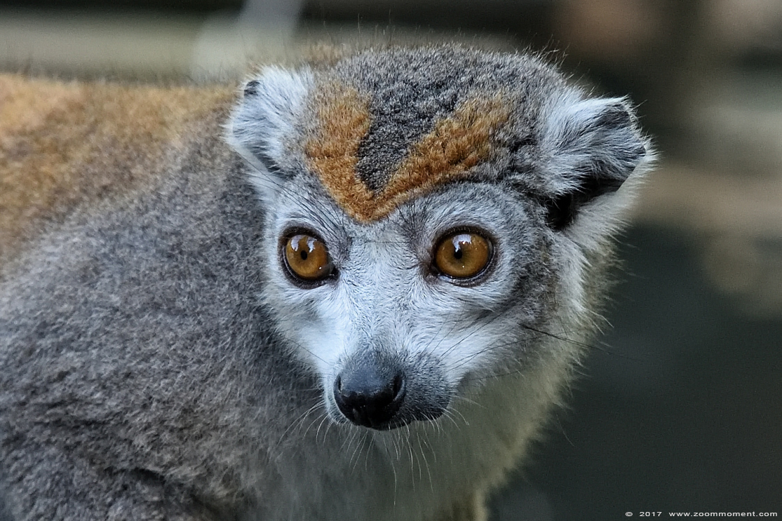 kroonmaki ( Eulemur coronatus )  crowned lemur 
Trefwoorden: Overloon zooparc Nederland kroonmaki Eulemur coronatus crowned lemur