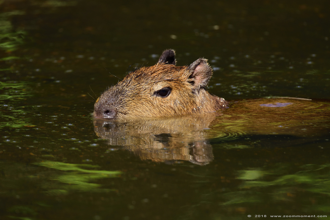 capibara of waterzwijn ( Hydrochoerus hydrochaeris or Hydrochoeris hydrochaeris ) capybara
Trefwoorden: Overloon zooparc Nederland capibara waterzwijn Hydrochoerus hydrochaeris Hydrochoeris hydrochaeris capybara