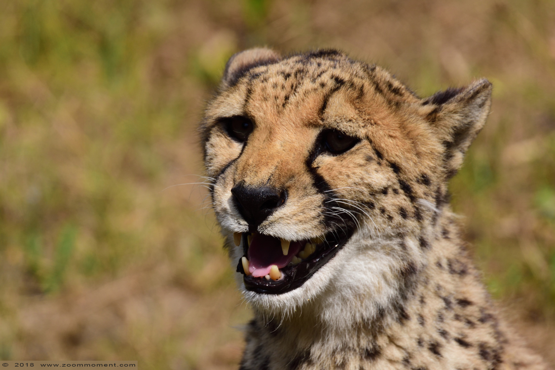 cheetah of jachtluipaard ( Acinonyx jubatus ) cheetah
Trefwoorden: Overloon zooparc Nederland cheetah jachtluipaard Acinonyx jubatus