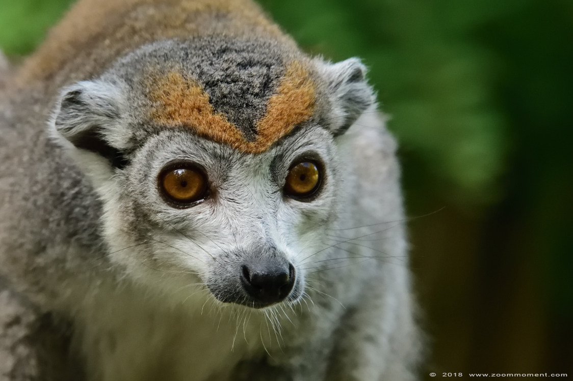 kroonmaki ( Eulemur coronatus ) crowned lemur
Trefwoorden: Overloon zooparc Nederland kroonmaki Eulemur coronatus crowned lemur