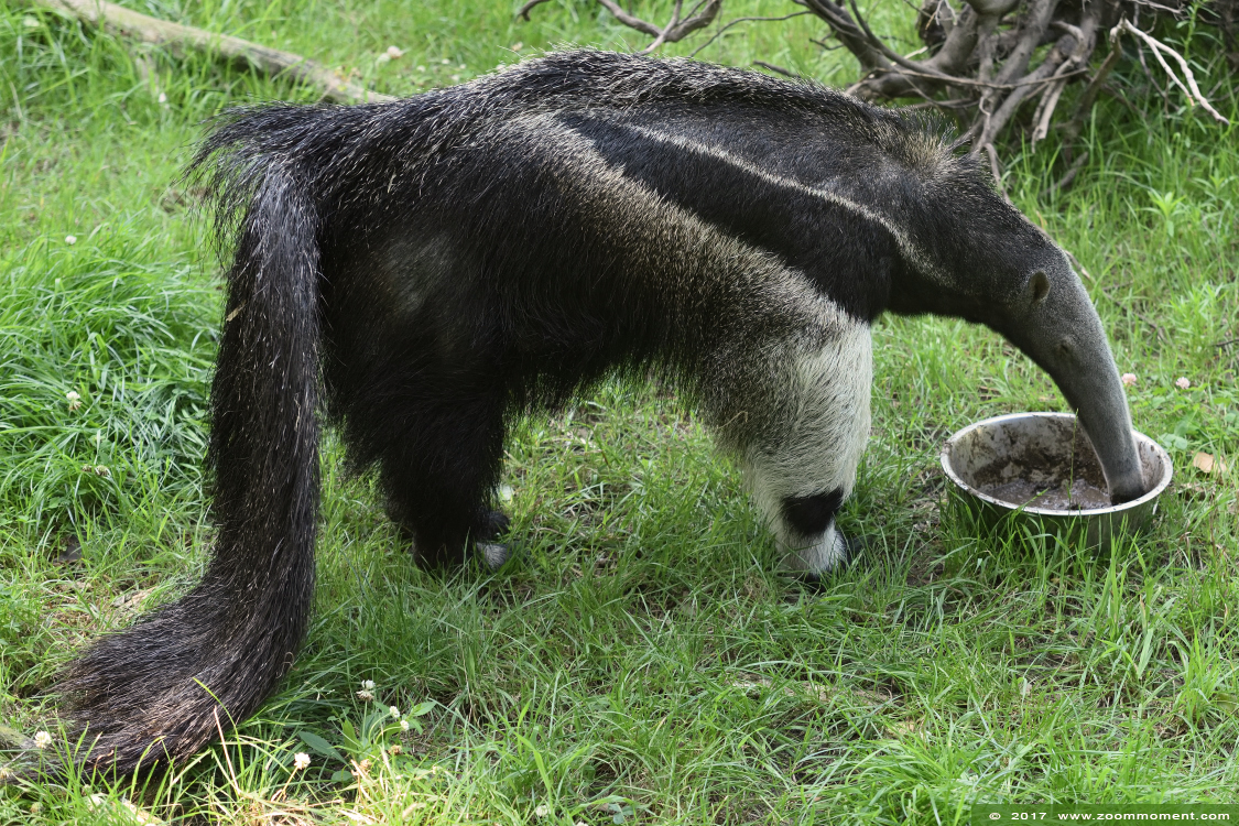 reuzenmiereneter  ( Myrmecophaga tridactyla ) giant anteater
Trefwoorden: Overloon zooparc Nederland reuzenmiereneter Myrmecophaga tridactyla giant anteater