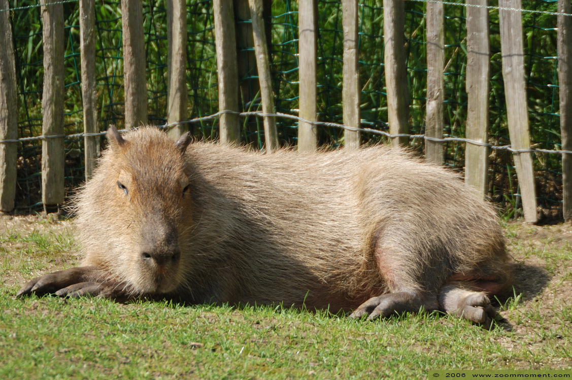 capibara of waterzwijn ( Hydrochoerus hydrochaeris or Hydrochoeris hydrochaeris ) capybara 
Trefwoorden: Overloon zoo Nederland capibara waterzwijn Hydrochoerus hydrochaeris Hydrochoeris hydrochaeris capybara