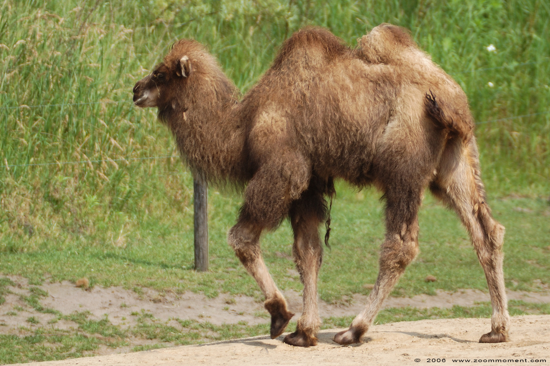 kameel  ( Camelus bactrianus )  Bactrian camel Trampeltier
Trefwoorden: Overloon zooparc Nederland kameel Camelus bactrianus Bactrian camel Trampeltier