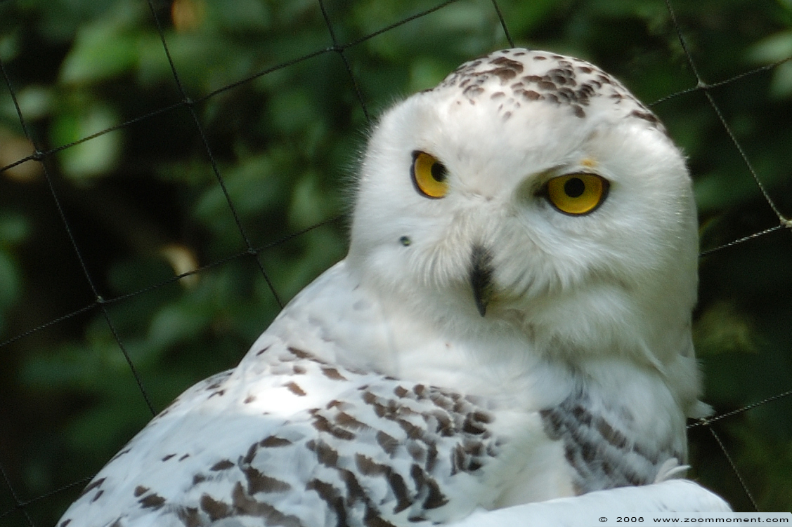 sneeuwuil  ( Bubo scandiacus ) snowy owl 
Trefwoorden: Overloon zoo Nederland sneeuwuil Bubo scandiacus snowy owl