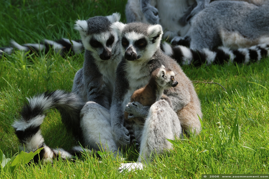ringstaartmaki of katta  ( Lemur catta )  ring-tailed lemur or catta
Trefwoorden: Overloon zoo Nederland catta katta ringstaartmaki Lemur catta ring-tailed lemur