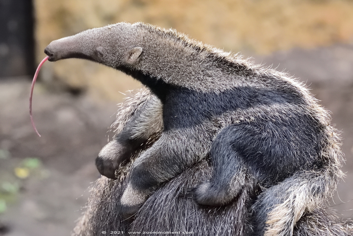 reuzenmiereneter  ( Myrmecophaga tridactyla ) giant anteater Großer Ameisenbär
Emiel, born 10 september 2021, on the picture 5 weeks old
Trefwoorden: Zooparc Overloon Nederland reuzenmiereneter Myrmecophaga tridactyla giant anteater Großer Ameisenbär