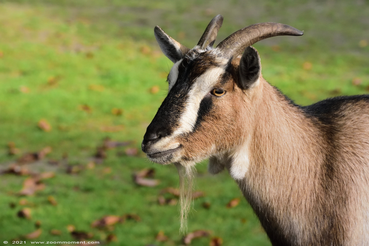 geit goat
Trefwoorden: Zooparc Overloon Nederland geit goat