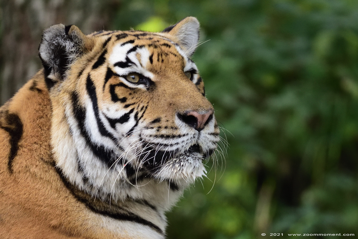 Siberische tijger ( Panthera tigris altaica ) Siberian tiger
Trefwoorden: Zooparc Overloon Nederland Siberische tijger Panthera tigris altaica Siberian tiger
