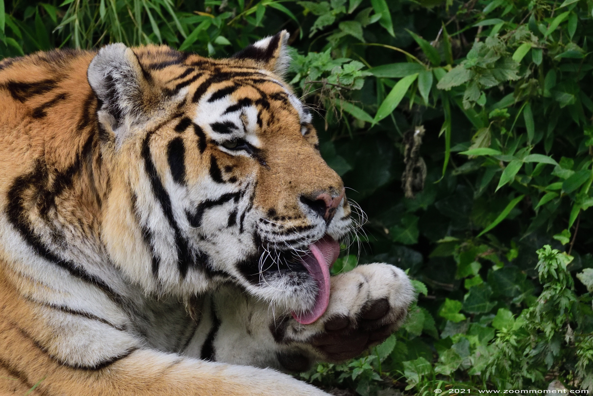 Siberische tijger ( Panthera tigris altaica ) Siberian tiger
Schlüsselwörter: Zooparc Overloon Nederland Siberische tijger Panthera tigris altaica Siberian tiger
